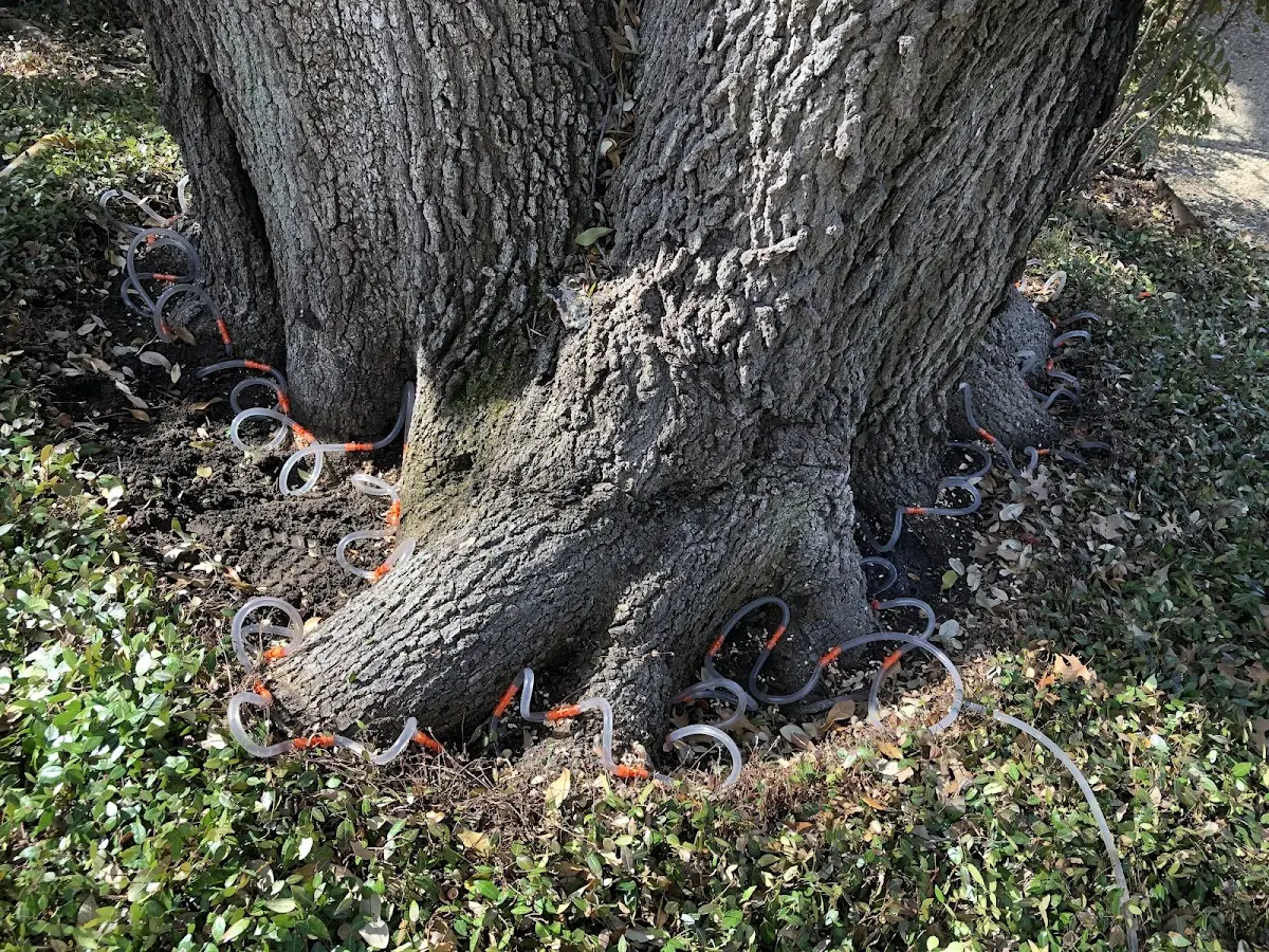 Detailed Tree Cabling and Bracing job site in Denham Springs