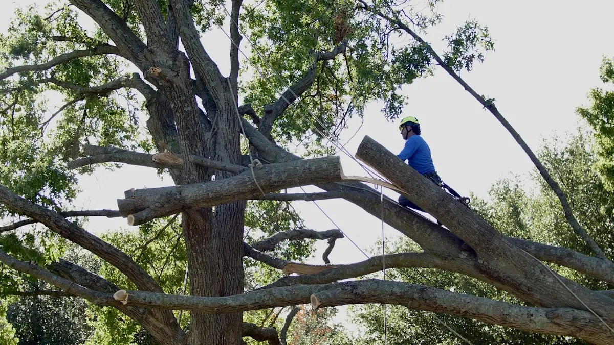 Professional Hazardous Tree Removal performed by certified arborists in Denham Springs