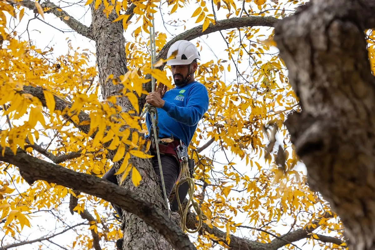Skilled Tree Pruning crew working in Denham Springs