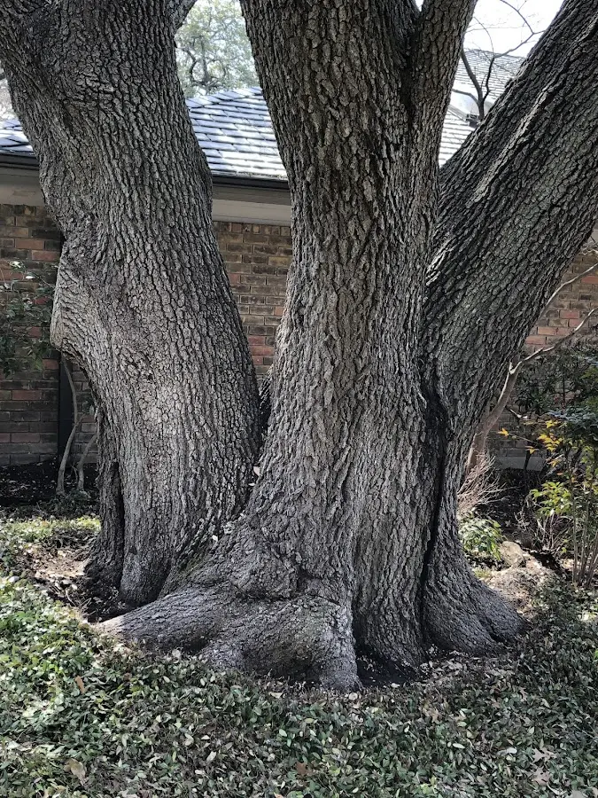 Mature heritage tree close to a Denham Springs property cared for by certified arborists